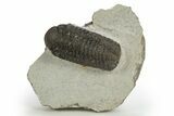 Bargain, Austerops Trilobite - Nice Eye Facets #311068-3